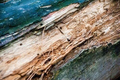 Baum