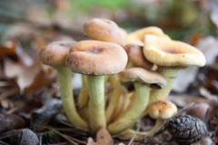 Pilz