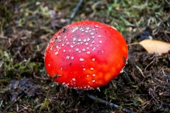 Pilz2