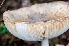 Pilz3