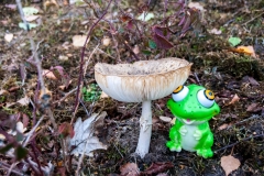 Pilz4