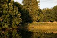 see