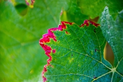 Blatt