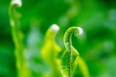 Grass