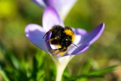 Hummel
