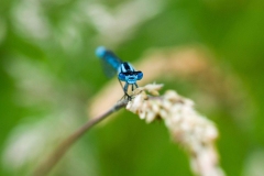 Libelle