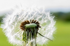 Pusteblume