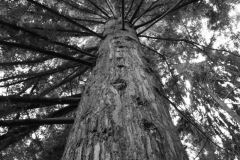Baum